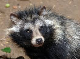 Attēlu rezultāti vaicājumam “Nyctereutes procyonoides”