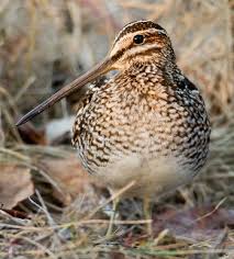 Image result for Gallinago delicata