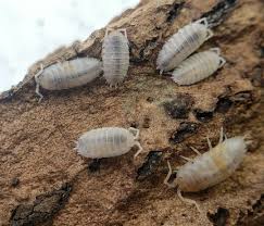 Attēlu rezultāti vaicājumam “Porcellio scaber”