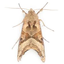 Attēlu rezultāti vaicājumam “Phlogophora meticulosa”