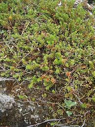 Attēlu rezultāti vaicājumam “Empetraceae”