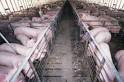 Is Factory Farming Fundamentally Flawed? — Global Patriot