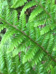 Attēlu rezultāti vaicājumam “Polystichum aculeatum”