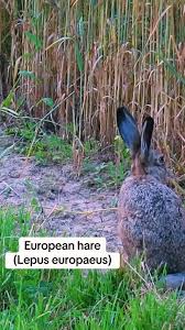 Attēlu rezultāti vaicājumam “Lepus europaeus”
