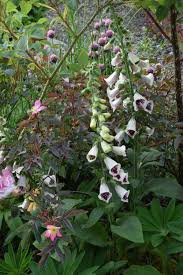 Attēlu rezultāti vaicājumam “Rosa glauca flower”
