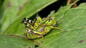 Attēlu rezultāti vaicājumam “Acrididae”