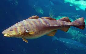 Image result for Boreogadus saida