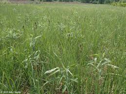 Attēlu rezultāti vaicājumam “Carex buxbaumii”