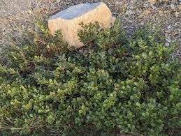Attēlu rezultāti vaicājumam “Arctostaphylos uva-ursi”