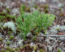 Attēlu rezultāti vaicājumam “Diphasiastrum tristachyum”