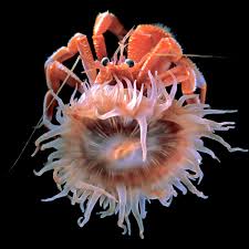 Attēlu rezultāti vaicājumam “Anemone”