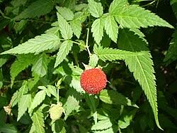 Attēlu rezultāti vaicājumam “Rubus plicatus fruit”