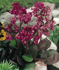 Attēlu rezultāti vaicājumam “Bergenia crassifolia flower”