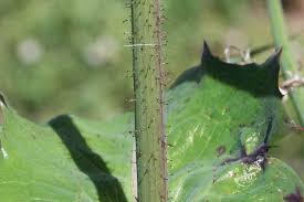 Attēlu rezultāti vaicājumam “Sonchus asper leaf”