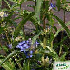 Attēlu rezultāti vaicājumam “Gentiana cruciata leaf”