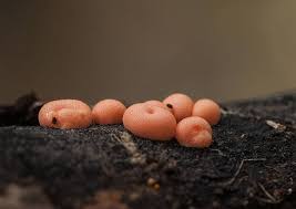 Attēlu rezultāti vaicājumam “Tubifera applanata sessile”