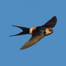 Image result for Cecropis daurica