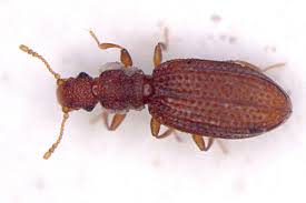 Attēlu rezultāti vaicājumam “Dienerella elongata”