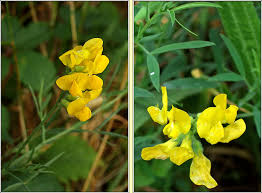 Attēlu rezultāti vaicājumam “Lathyrus pratensis flower”