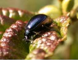 Attēlu rezultāti vaicājumam “Agelastica alni”