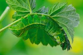 Attēlu rezultāti vaicājumam “Amphipyra perflua”