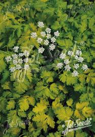 Attēlu rezultāti vaicājumam “Anthriscus sylvestris leaf”