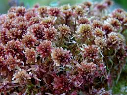 Attēlu rezultāti vaicājumam “Sphagnum rubellum”