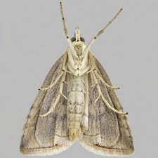 Attēlu rezultāti vaicājumam “Udea lutealis”