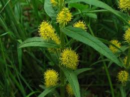 Attēlu rezultāti vaicājumam “Lysimachia thyrsiflora leaf”