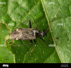 Attēlu rezultāti vaicājumam “Closterotomus biclavatus”
