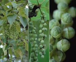 Attēlu rezultāti vaicājumam “Populus x canadensis fruit”