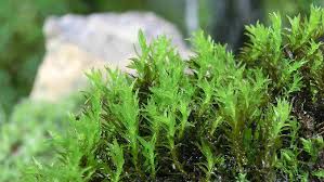 Attēlu rezultāti vaicājumam “Dichodontium pellucidum”