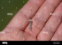 Attēlu rezultāti vaicājumam “Tipulidae male”