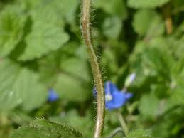 Attēlu rezultāti vaicājumam “Veronica chamaedrys bud”