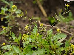 Attēlu rezultāti vaicājumam “Rorippa palustris leaf”