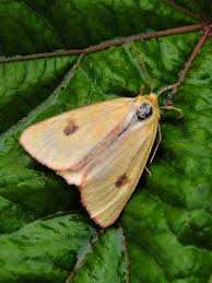 Attēlu rezultāti vaicājumam “Diacrisia sannio male”