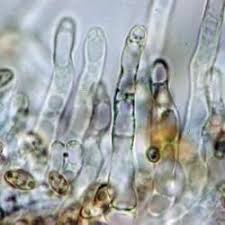 Attēlu rezultāti vaicājumam “Crepidotus versutus”