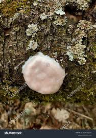 Attēlu rezultāti vaicājumam “Reticularia lycoperdon”