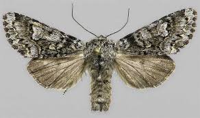 Attēlu rezultāti vaicājumam “Papestra biren”