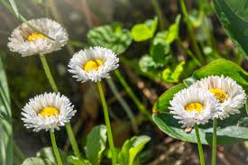 Attēlu rezultāti vaicājumam “Bellis perennis flower”
