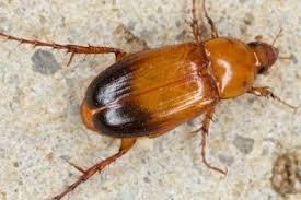 Attēlu rezultāti vaicājumam “Scarabaeidae”