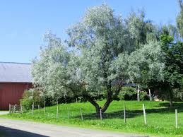 Attēlu rezultāti vaicājumam “Salix alba var. sericea”