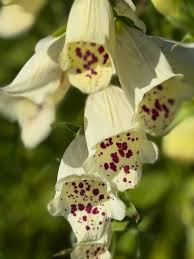 Attēlu rezultāti vaicājumam “Digitalis purpurea flower”