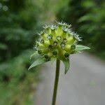 Image result for Knautia dipsacifolia