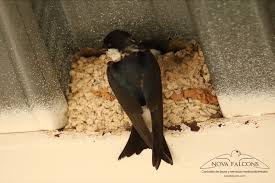 Attēlu rezultāti vaicājumam “Delichon urbicum nest”