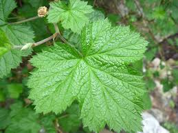 Attēlu rezultāti vaicājumam “Rubus nessensis leaf”