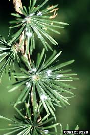 Attēlu rezultāti vaicājumam “Adelges laricis”