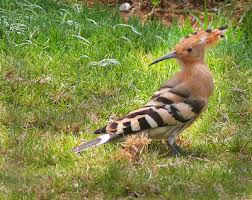 Attēlu rezultāti vaicājumam “Upupa epops adult”