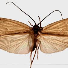 Attēlu rezultāti vaicājumam “Potamophylax”