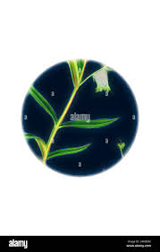 Attēlu rezultāti vaicājumam “Veronica scutellata bud”